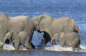 Images Dated 14th August 2009: African Elephant - females with calves rushing