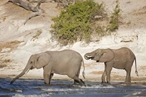 Images Dated 11th August 2010: African Elephant - two females drinking at