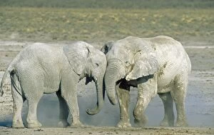 Appearance Gallery: African Elephant - fighting bulls - their whitish