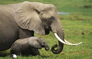 Trunks Prints: African Elephant FL 738 Mother and child - Amboseli National Park