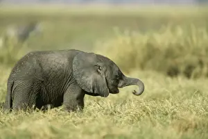 Elephant Prints: African Elephant FL 809 Baby Loxodonta Africana © Ferrero Labat / ARDEA LONDON