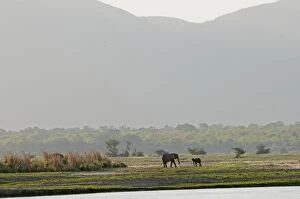 Images Dated 30th November 2011: African Elephant on flood plain of Zambesi River