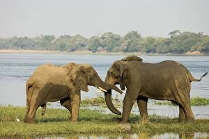 Images Dated 25th August 2006: African Elephant - Friendly greeting of 2 bulls