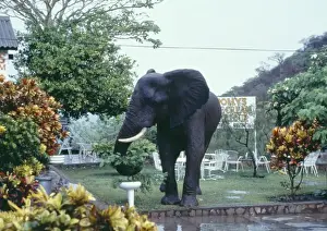 Human Encroachment Prints: African Elephant - In garden. Lake Kariba, Zimbabwe, Africa