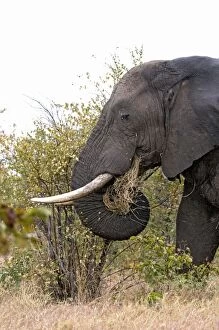 Images Dated 30th July 2010: African Elephant with grass in mouth. Satara, Kruger National Park, South Africa