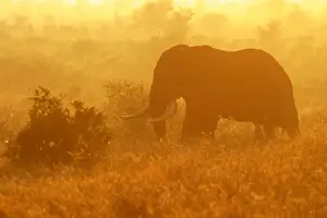 Heavy Prints: African Elephant grazing in savanna at sunrise Kruger National Park, South Africa