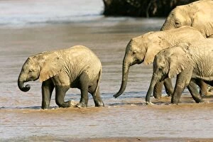 Images Dated 11th August 2004: African Elephant - group in water. Samburu National Park - Kenya - Africa