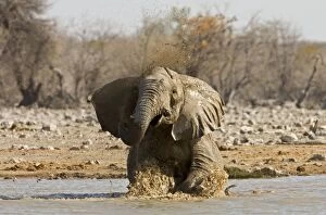 Images Dated 11th October 2007: African Elephant Having a bath in a water hole Etosha National Park, Namibia, Africa