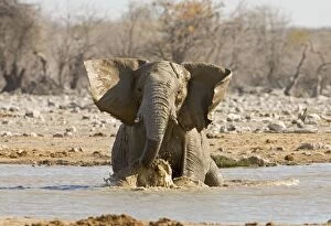 Images Dated 11th October 2007: African Elephant Having a bath in a water hole Etosha National Park, Namibia, Africa