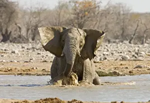 Bathing Prints: African Elephant Having a bath in a water hole Etosha National Park, Namibia, Africa