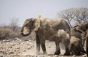 African Elephant - Having a dust bath