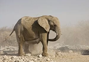 Images Dated 11th October 2007: African Elephant Having a dust bath Etosha National Park, Namibia, Africa