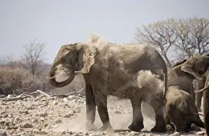 African Elephant Having a dust bath Goas, Etosha National Park, Namibia, Africa