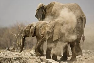 Images Dated 26th April 2000: African Elephant Having a dust bath Goas, Etosha National Park, Namibia, Africa