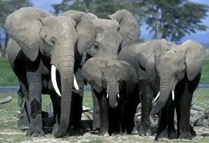 Herds Collection: African Elephant - herd
