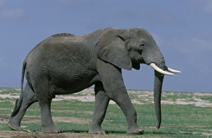 Images Dated 5th May 2006: African Elephant - herd. Africa