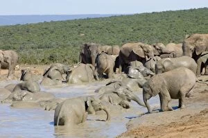 African Elephant - herd bathing in Hapoor waterhole