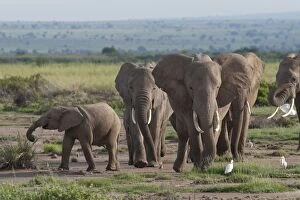 African Elephant - herd with calf