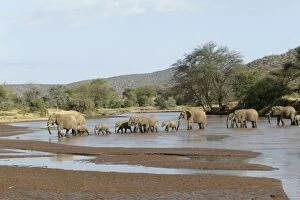 Images Dated 11th August 2004: African Elephant - herd crossing water. Kenya - Africa