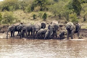 Images Dated 18th August 2003: African Elephant - herd drinking from Mara River. Kenya - Africa
