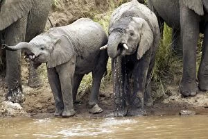 African Elephant - herd drinking from Mara River