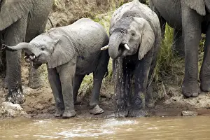 African Elephant - herd drinking from Mara River. Kenya - Africa