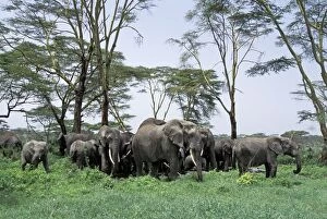 Images Dated 22nd December 2010: African Elephant - herd feeding below a grove of yellow fever acacia trees - Ngorongoro