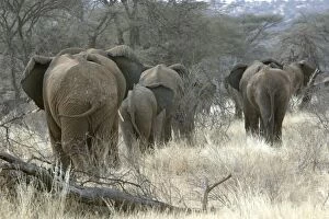 Images Dated 11th August 2004: African Elephant - herd heading to woodland. Kenya - Africa