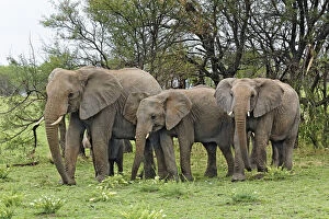 Africana Gallery: African Elephant herd, Loxodonta africana