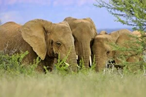 African Elephant - herd in the savannah sticking their heads together