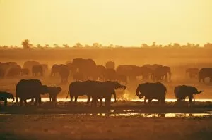 Botswana Gallery: African Elephant - Herd at water