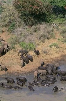 African Elephant - herds meeting to drink / bathe Hluhluwe River