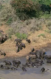 African Elephant - herds meeting to drink/bathe Hluhluwe River Hluhluwe-Umfolozi Gamre Reserve, Natal, South Africa