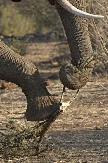 Trunks Prints: African Elephant - holding branch down with foot while breaking bit of with trunk - Mashatu Game Reserve - Botswana