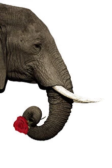 Images Dated 3rd February 2020: African Elephant, holding single red rose Date: 19-Sep-10