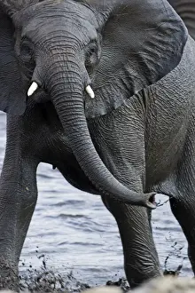 Juvenile Prints: African Elephant - juvenile standing in a water hole - Etosha National Park - Namibia - Africa
