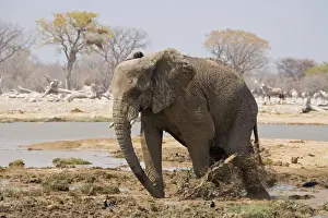 Mud Bathing Prints: African Elephant Kicking up mud Goas, Etosha National Park, Namibia, Africa