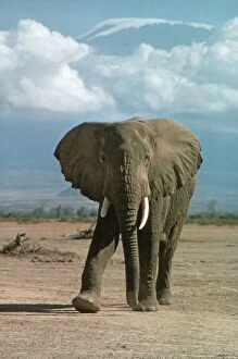 Images Dated 13th November 2007: African Elephant - Kilimanjaro Amboseli Game Reserve, Kenya Africa