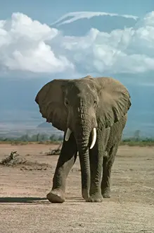 Game Reserve Prints: African Elephant - Kilimanjaro Amboseli Game Reserve, Kenya Africa