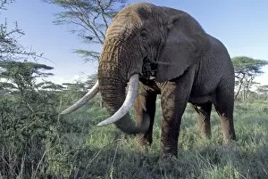 African Elephant - large bull feeding