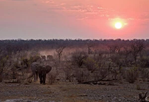 Herds Collection: African Elephant - Leaving a dusty trail through the bush at sunset Halali, Etosha National Park