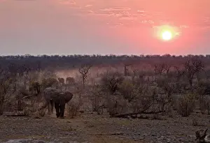 Leadership Prints: African Elephant - Leaving a dusty trail through the bush at sunset Halali