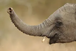 African Elephant - lifting up trunk - Kruger National Park - South Africa