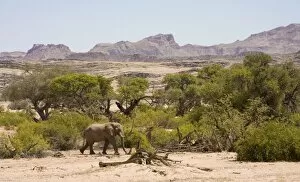 Images Dated 9th October 2008: African Elephant - lone bull walking through a dry river bed - Mountains
