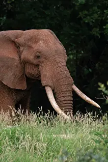 Pitamitz Prints: An African elephant, Loxodonta africana