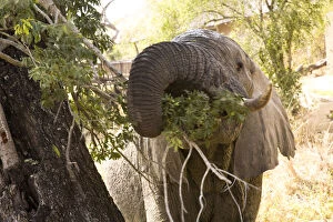 Africana Gallery: African Elephant (Loxodonta africana), Arathusa