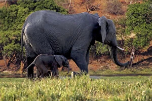 Images Dated 15th August 2012: African Elephant (Loxodonta africana), mother