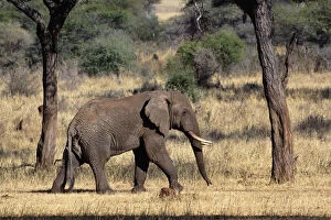 Africana Gallery: African Elephant, Loxodonta africana, Tarangire