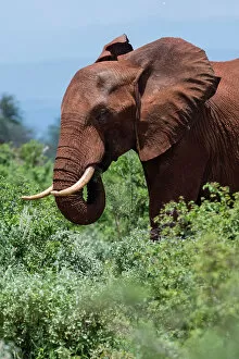 Africana Gallery: African elephant, Loxodonta africana, Tsavo, Kenya
