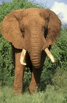 Tusks Prints: African Elephant - male Samburu National Park, Kenya, Africa